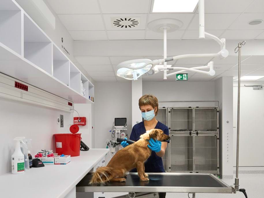 A veterinarian wearing a mask and gloves examines a brown dog on a stainless steel table in a modern, white veterinary clinic. Cabinets, medical supplies, and cages are visible in the background.