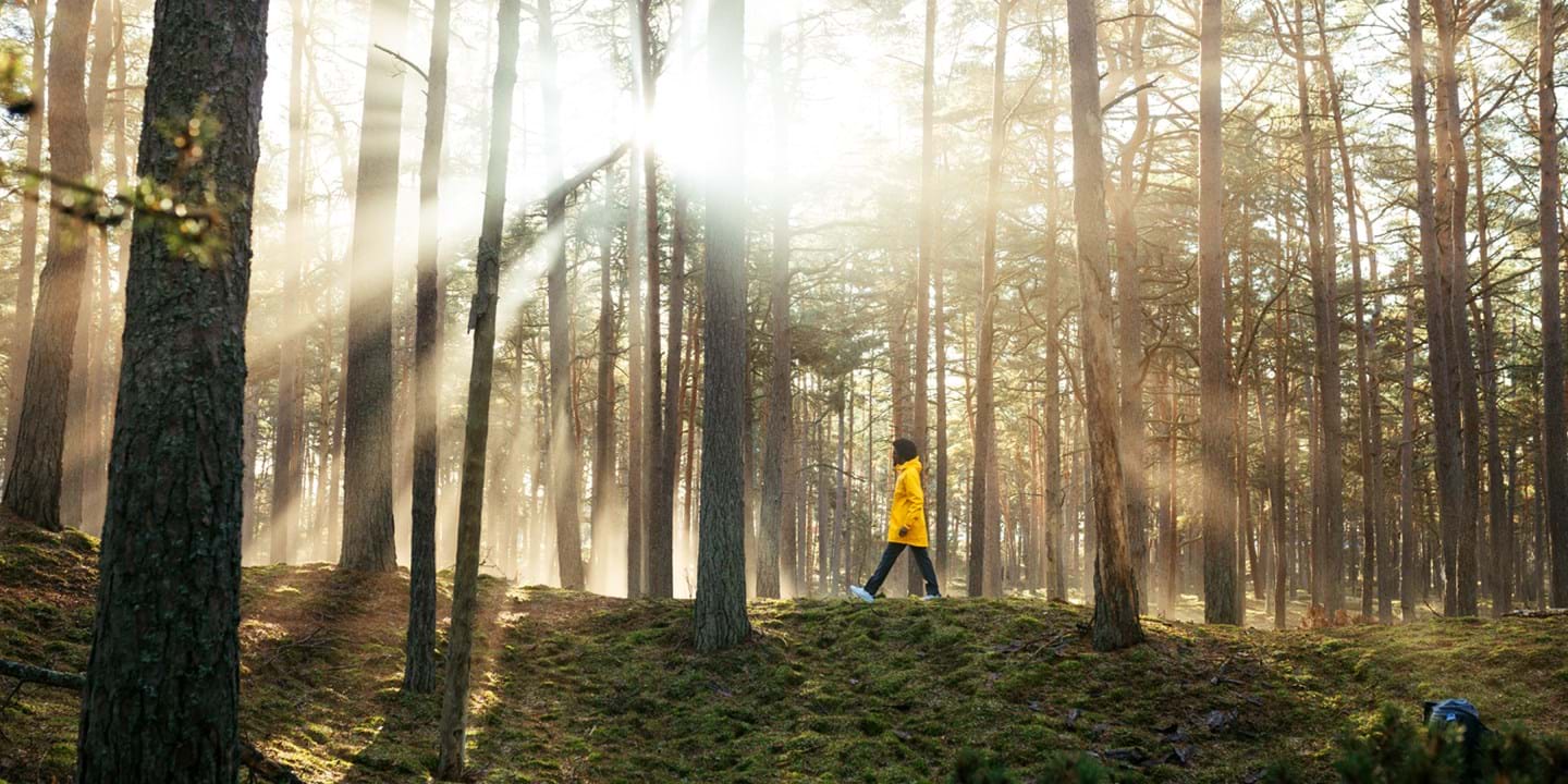 Homme marchant dans une forêt
